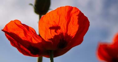 Honey bee in flight pollinates a poppy. Poppies are blooming in the garden. Bright red poppy attracts bees. Closeup photo