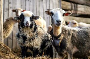 little lamb with its mother, white with a black face, portrait. Looking at the camera. Mountain Carpathian breed. photo