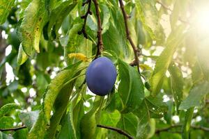 Ripe juicy plum hanging from a tree branch, ready to be picked. Harvest plums in the orchard. Harvest at sunset. photo