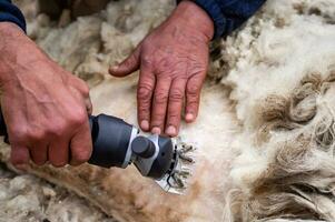 Farmer's hands cutting sheep's wool with an electric machine. Shearing the wool of sheep close-up. photo