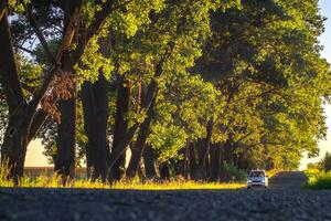 uno coche unidades a lo largo un asfalto la carretera a lo largo grande arboles a puesta de sol. temprano otoño. viaje concepto. foto