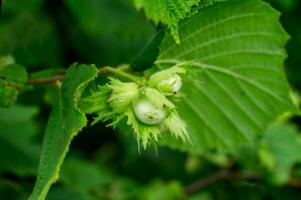 Young hazelnuts, green hazelnuts, grow on a tree Young hazelnuts, hazelnuts, kobnat. Hazelnut with leaves on the tree. The concept of growing and collecting hazelnuts. Corylus avellana photo