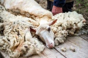 Sheep lying on wooden table, after shearing the wool. Close-up. The muzzle of sheep. photo