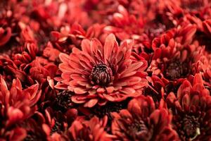 Blooming red chrysanthemums close-up, macro. Korean chrysanthemum. Background with blooming chrysanthemums. Multiflora. photo