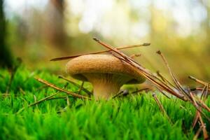 Forest mushroom paxillus on green moss with pine needles. Toxic mushroom. Macro photo