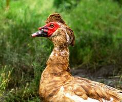 Portrait of a beautiful muscovy duck on a farm, male photo