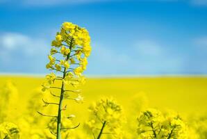 Canola field field against blue sky background. Cultivated Agricultural Field. Rapeseed plant, colza rapeseed for green energy. Yellow rape flower for healthy food oil on field. photo