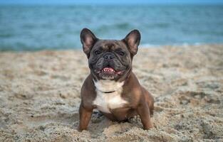 francés buldog se sienta en el arena en el playa en el noche. de viaje con mascotas foto