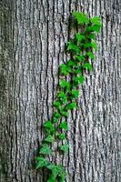 Young stems of creeper ivy Hedera helix, European ivy. young leaves of evergreen creeper, vertical background of tree bark texture, close-up shot of green vine. Concept aspirations, development. photo