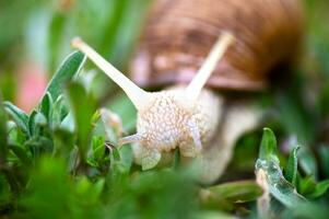 Garden, grape snail eats grass Cepaea hortensis, Helix pomatia, burgundy snail, edible snail, snails. Habitat. Close-up image. Macro photo