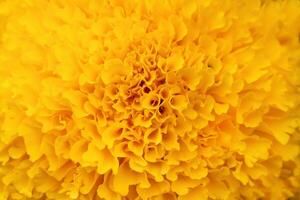 Details Yellow marigolds flower macro photography. Delicate texture, high contrast and intricate floral patterns. Floral head in the center of the frame, flower center photo