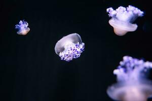 Paris aquarium, Fried Egg Jellies are a fairly hardy and resilient species photo