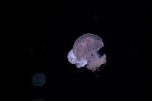 Paris aquarium, Fried Egg Jellies are a fairly hardy and resilient species photo