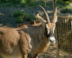 Roan antelope closeup in the Paris zoologic park, formerly known as the Bois de Vincennes, 12th arrondissement of Paris, which covers an area of 14.5 hectares photo