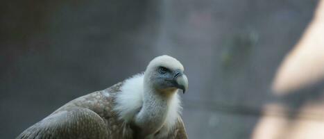 Griffon vulture, Eurasian griffon in the Paris zoologic park, formerly known as the Bois de Vincennes, 12th arrondissement of Paris, which covers an area of 14.5 hectares photo