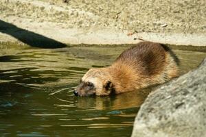 The wolverine,  in the Paris zoologic park, formerly known as the Bois de Vincennes, 12th arrondissement of Paris, which covers an area of 14.5 hectares photo