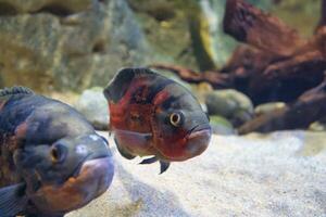 Paris Aquarium, France, The oscar is a species of fish from the cichlid family known under a variety of common names, including tiger oscar, velvet cichlid, and marble cichlid photo