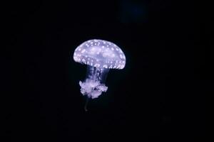 Paris aquarium, Fried Egg Jellies are a fairly hardy and resilient species photo