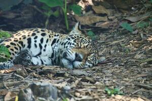 The jaguar, Panthera onca sleeping on the ground is a carnivorous mammal from the Felidae family in the Paris zoologic park, formerly known as the Bois de Vincennes, 12th arrondissement of Paris photo