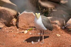 The masked lapwing is a large, common and conspicuous bird native to Australia, particularly the northern and eastern parts of the continent, New Zealand and New Guinea photo