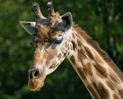 The West African giraffe head shot in the Paris zoologic park, formerly known as the Bois de Vincennes, 12th arrondissement of Paris, which covers an area of 14.5 hectares photo