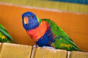 jardín de aclimatación, Francia, arco iris lorito, es un especies de loro encontró en Australia. eso es común a lo largo el oriental litoral, desde del Norte Queensland a sur Australia. foto