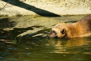 The wolverine,  in the Paris zoologic park, formerly known as the Bois de Vincennes, 12th arrondissement of Paris, which covers an area of 14.5 hectares photo