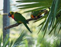 jardín de aclimatación, Francia, arco iris lorito, es un especies de loro encontró en Australia. eso es común a lo largo el oriental litoral, desde del Norte Queensland a sur Australia. foto