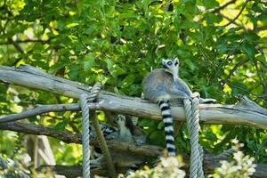 The ring-tailed lemur sitting on branch in the Paris zoologic park, formerly known as the Bois de Vincennes, 12th arrondissement of Paris, which covers an area of 14.5 hectares photo