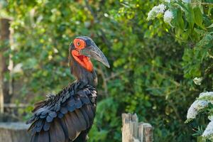 Southern ground hornbill in the Paris zoologic park, formerly known as the Bois de Vincennes, 12th arrondissement of Paris, which covers an area of 14.5 hectares photo