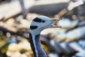 Closeup of the bar-headed goose is a goose that breeds in Central Asia in colonies of thousands near mountain lakes and winters in South Asia, as far south as peninsular India photo