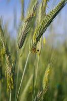 polinización de trigo con abejas. un abeja apesta néctar en un espiguilla de trigo. floración cereal foto