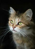 retrato de un Doméstico gato mirando fuera el ventana con verde ojos. macro fotografía. frente vista, cerca arriba foto