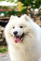 retrato de un de pura raza blanco Samoyedo perro fornido, bjelkier, sammy, laica, perro de Pomerania al aire libre. juguetón mascota. vertical foto. del Norte trineo perro, compañero. foto