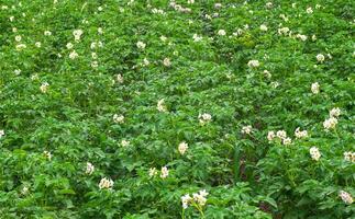 floreciente patata campo con blanco florece familia de solanáceas. agricultura. foto