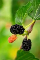 Close-up of mulberry or Morus berries growing on a tree. Red mulberry on a tree branch in the garden. Organic mulberry fruit tree and green leaves. photo