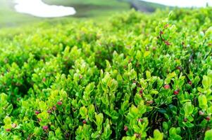 blooming mountain bilberry, Vaccinium myrtillus, is perennial wild plant with edible dark blue berries. Blueberry bushes in spring with round flowers on mountain top. Close-up of the blooming flowers. photo