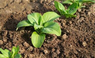 Chinese cabbage, Bok Choy or Pak Choy on a farm. The concept of fresh organic vegetables. Seedlings. photo