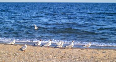 flock of seagulls walk along the sunny beach in search of food against the backdrop of the sea or ocean. A bird of the genus Chroicocephalus. Zoological tourism concept. photo