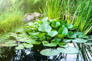 artificial decorativo estanque en el jardín con vivo acuático plantas. jardín zona para relajante por el agua superficie. paisaje diseño concepto. foto