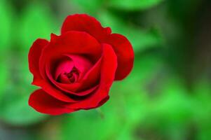 jardinería rojo Rosa de cerca en un natural verde antecedentes. foto