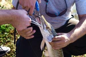 pescadores sostener un grande agua dulce lucio esox lucius en su manos y utilizar auges pescar y extractor a Halar el cuchara fuera de su bocas pescar concepto, bueno atrapar. lucio cabeza con de cerca. foto