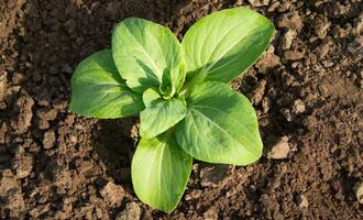 Chinese cabbage, Bok Choy or Pak Choy on a farm. The concept of fresh organic vegetables. Seedlings. photo