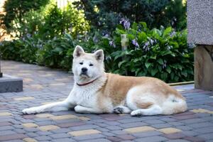 mayor akita inu mentiras en el yarda y protege el casa. amado con mascotas. japonés perro, perro de Pomerania foto