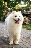 blanco Samoyedo perro fornido, bjelkier, sammy, laica, perro de Pomerania, soportes en un parque camino. juguetón al aire libre mascota. lleno longitud. del Norte trineo perro, compañero foto