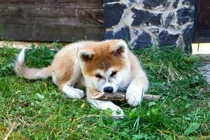 akita inu perrito obras de teatro con un de madera palo en el verde césped, agudiza su dientes. al aire libre juegos con mascotas. japonés perro, perro de Pomerania foto