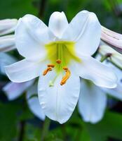 lirio tubular es un hermosa y delicado blanco flor con largo amarillo estambres y blanco como la nieve hojas. variedad blanco planeta, agasajar álbum. de cerca. foto