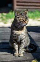 linda Doméstico gato sentado en peldaño fuera de casa, retrato. gato tomando el sol en el Dom. relajado animales selectivo enfocar, superficial profundidad de campo. foto