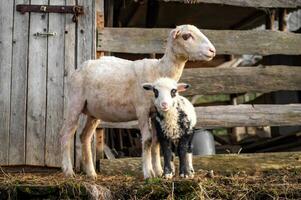 little lamb with its mother sheep, white with a black face, portrait. Looking at camera. Mountain Carpathian breed. photo