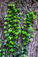 joven tallos de enredadera hiedra, Hedera hélice, europeo hiedra. joven hojas de hojas perennes enredadera, vertical antecedentes de árbol ladrar textura, de cerca Disparo de verde enredadera. foto